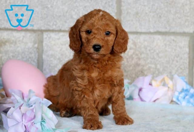 Diggs Mini Goldendoodle 1-001