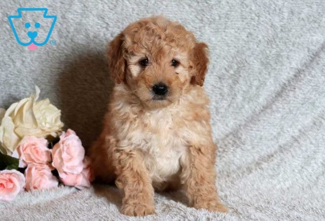 Dill Mini Goldendoodle