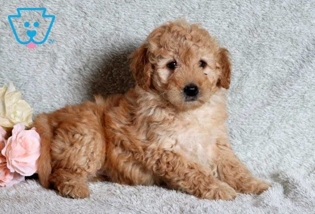 Dill Mini Goldendoodle2