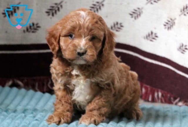 Doc Cavapoo