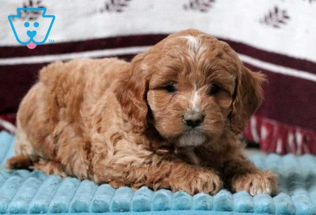 Doc Cavapoo2