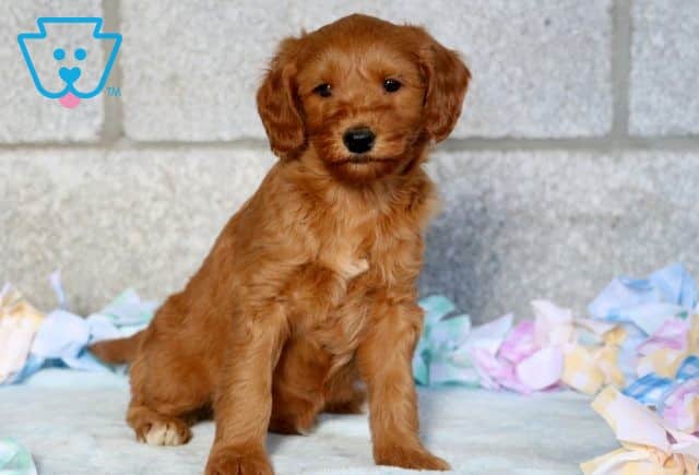 Domino Mini Goldendoodle 1-001