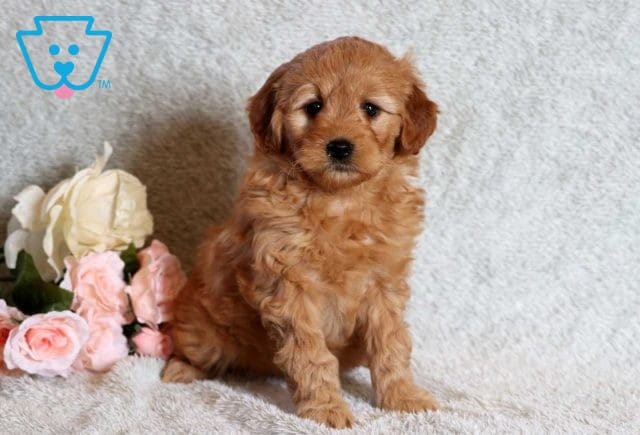 Dora Mini Goldendoodle