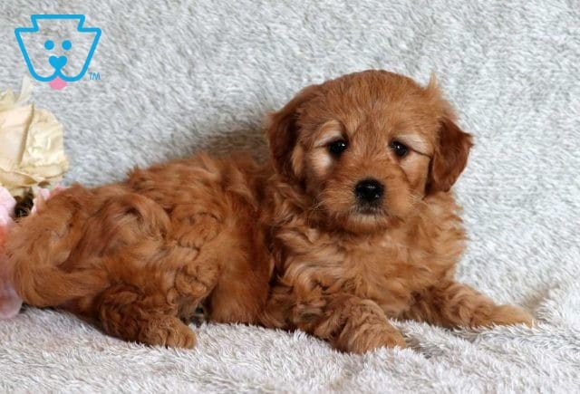 Dora Mini Goldendoodle2
