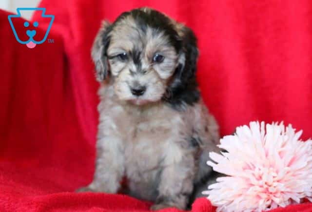 Dove Cockapoo 1-001
