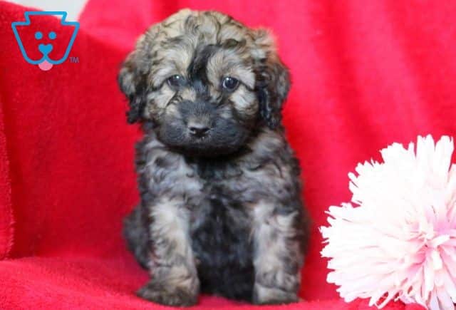 Duke Cockapoo 1-001