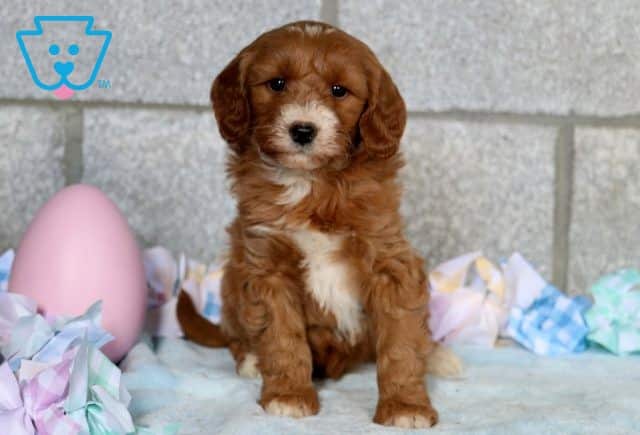 Dutchess Mini Goldendoodle 1-001