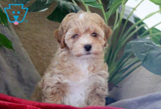 Fifi Mini Poodle 1-001