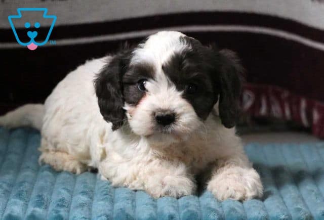 Flash Cavapoo