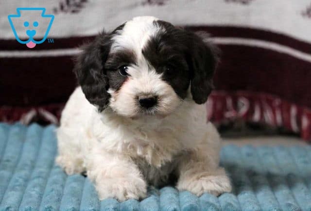 Flash Cavapoo2