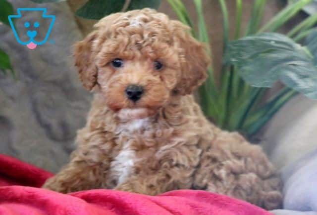 Fluffy 2-001