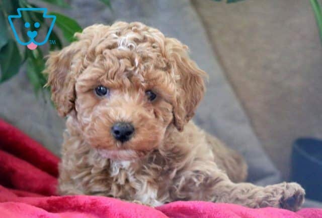 Fluffy Mini Poodle 1-001
