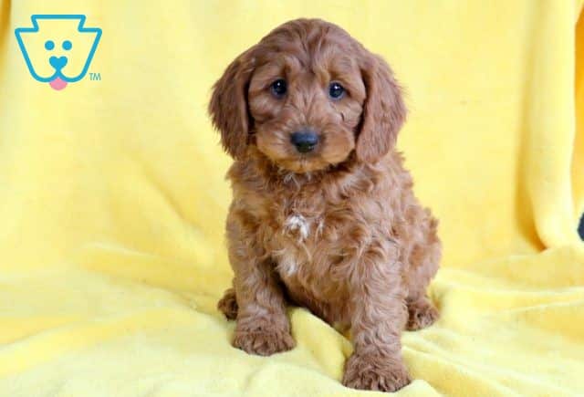 Fonzo Cavapoo 1-001
