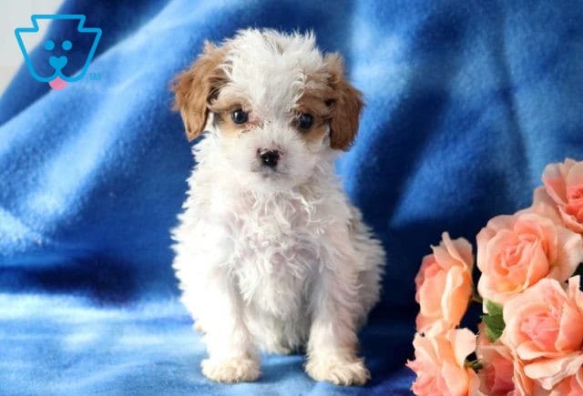 Franklin Cavapoo
