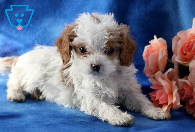 Franklin Cavapoo2