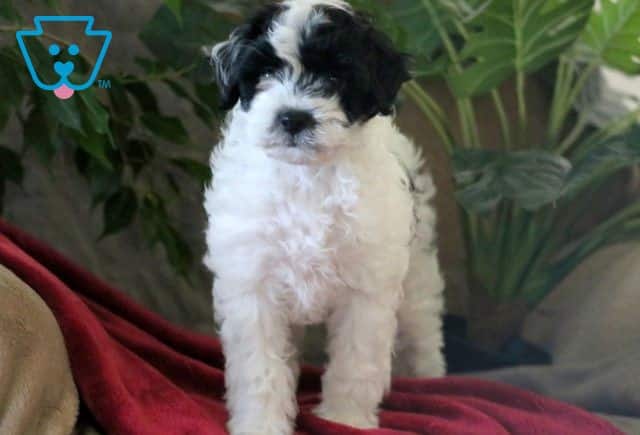 Friendly Mini Poodle 1-001