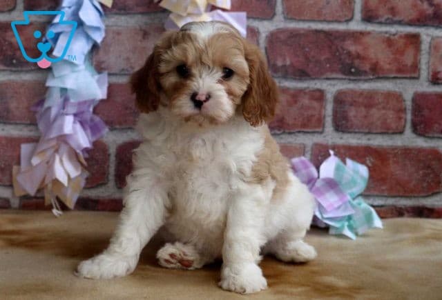 Frisky Cavapoo