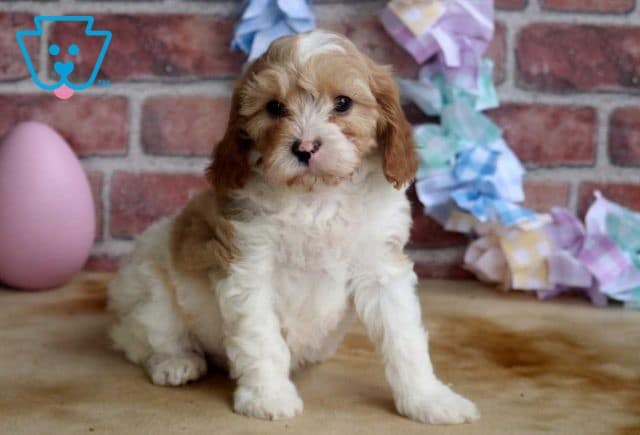 Frisky Cavapoo2