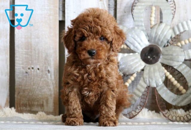 Gabe Mini Poodle