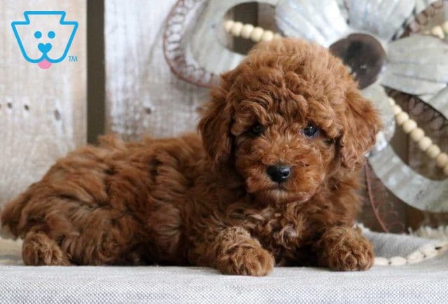 Gabe Mini Poodle2