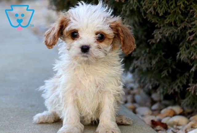 Gino Cavapoo 1-001
