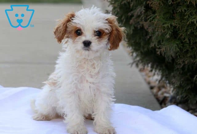 Gino Cavapoo Retake