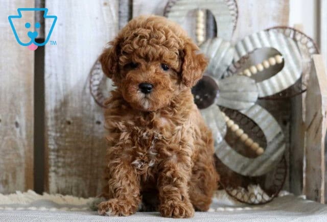 Gizzy Mini Poodle