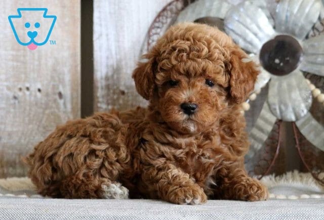 Gizzy Mini Poodle2
