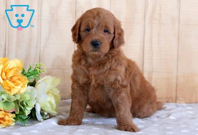 Gunner Mini Goldendoodle 1-001