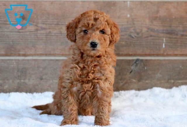 Happy Mini Goldendoodle 1-001