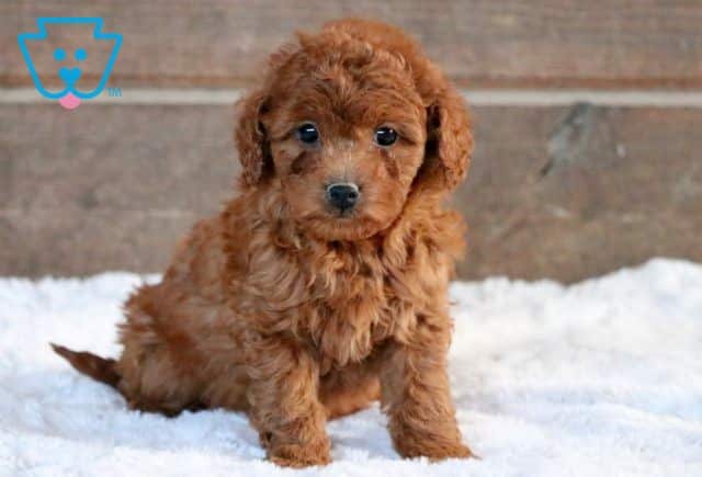 Heaven Mini Goldendoodle 1-001