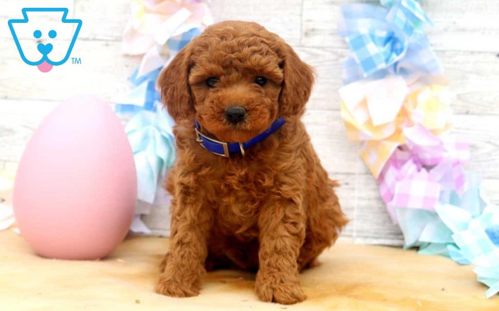 Hickory Mini Poodles Puppy For Sale Keystone Puppies