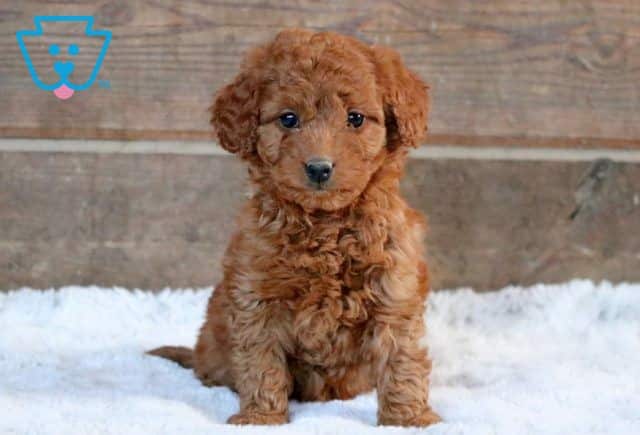 Honey Mini Goldendoodle 1-001