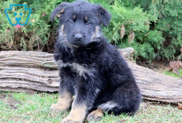 Jada 2-001