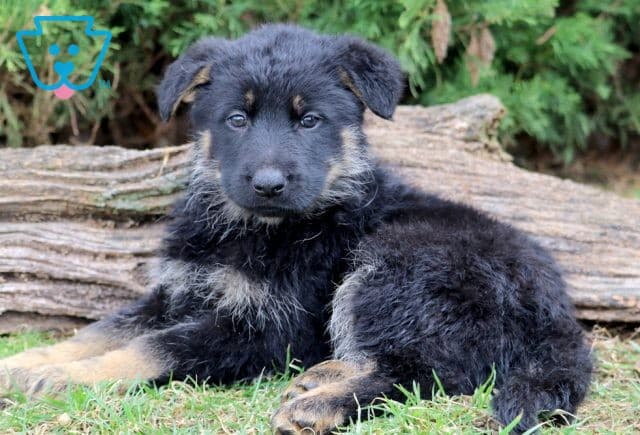 Jada German Shepherd 1-001