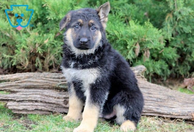 Jager German Shepherd 1-001