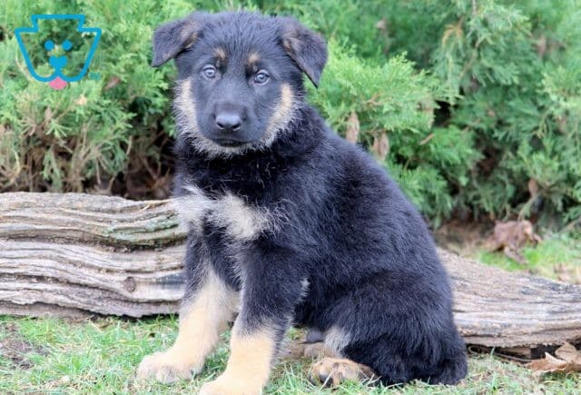 Jakey German Shepherd 1-001