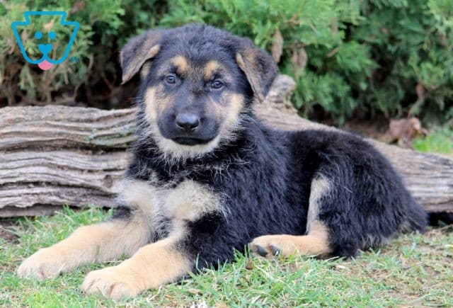 Jetson German Shepherd 1-001