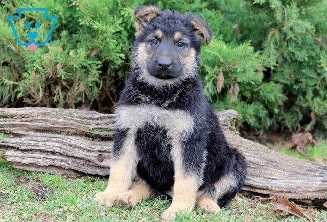 Joey German Shepherd 1-001
