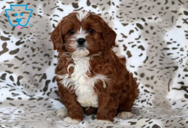 Kurt Cavapoo