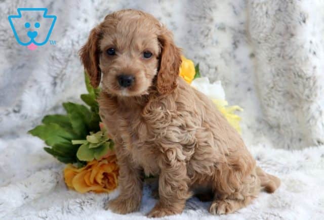 Lance Cockapoo 1-001