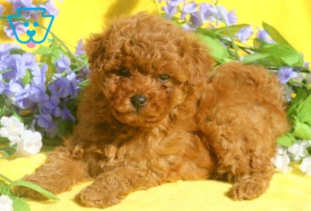 Layla 2-001