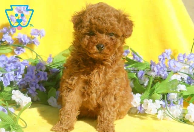 Layla Mini Poodle 1-001