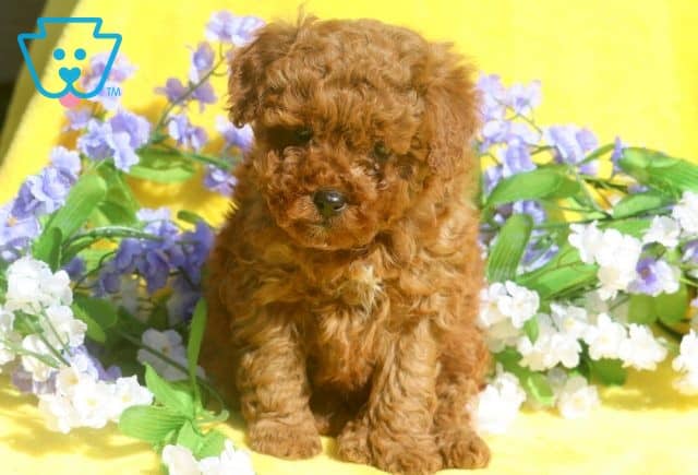 Leo Mini Poodle 1-001