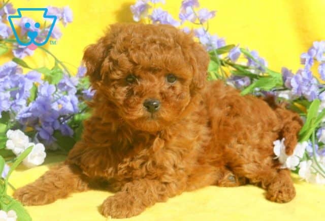 Lovey 2-001