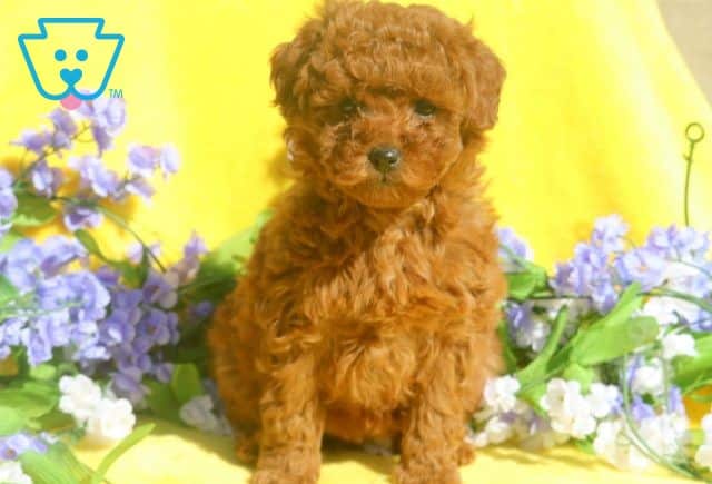 Lovey Mini Poodle 1-001
