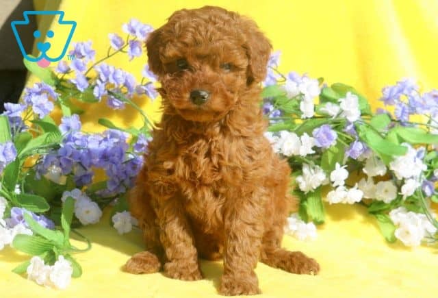 Luka Mini Poodle 1-001