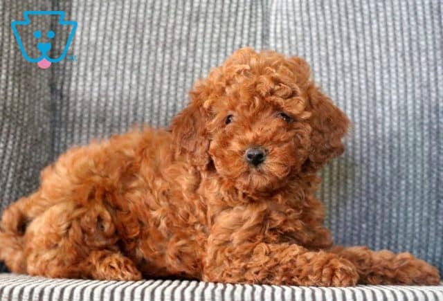 Maggie 2-001