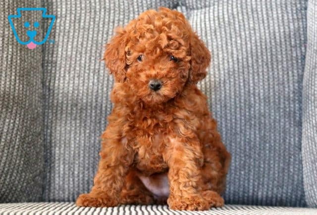 Maggie Mini Goldendoodle 1-001