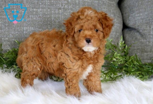Maverick Cavapoo 1-001